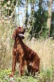 SETTER IRLANDAIS 077
